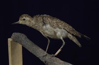 藏品(金斑鴴)的圖片